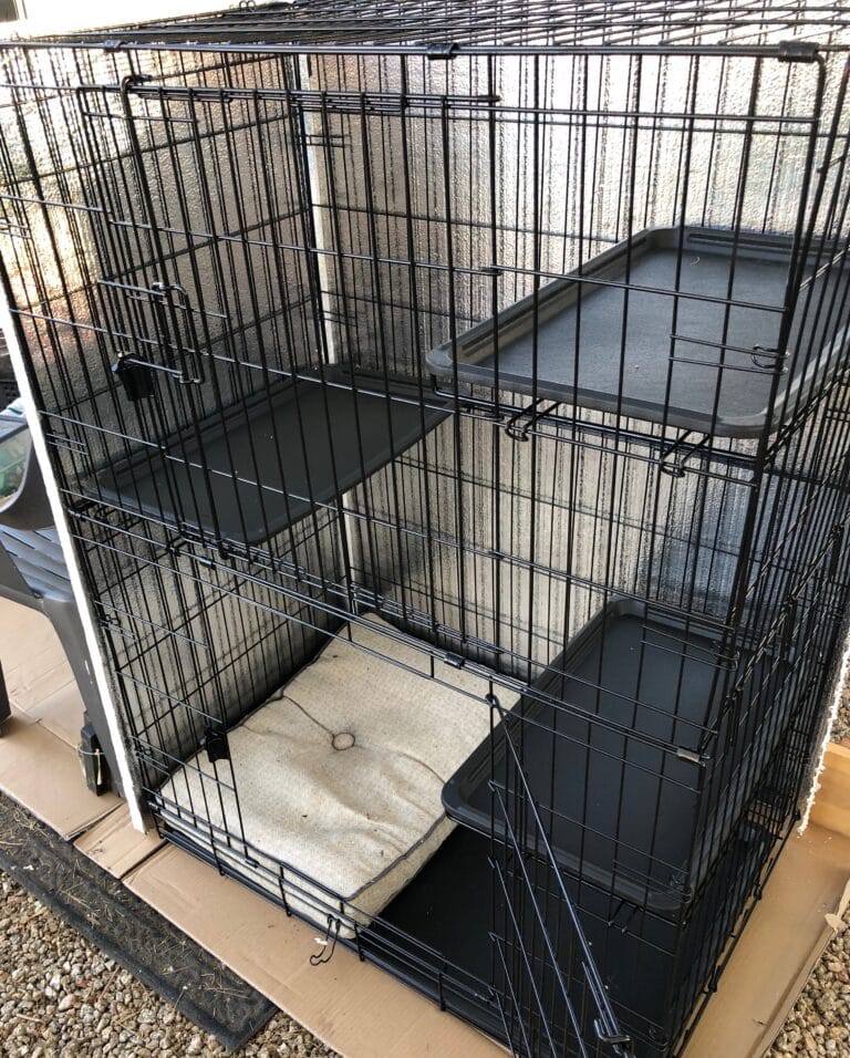 New Catio