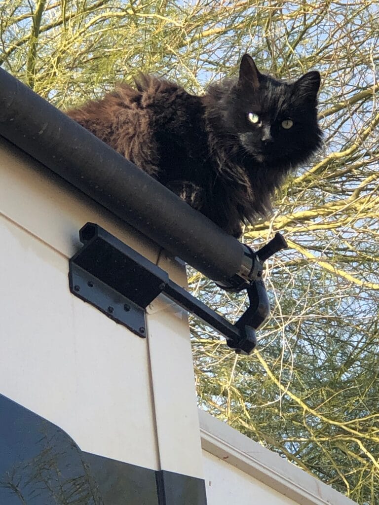 Mojo on Roof